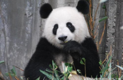 熊猫秀爱,萌动时刻，温馨互动